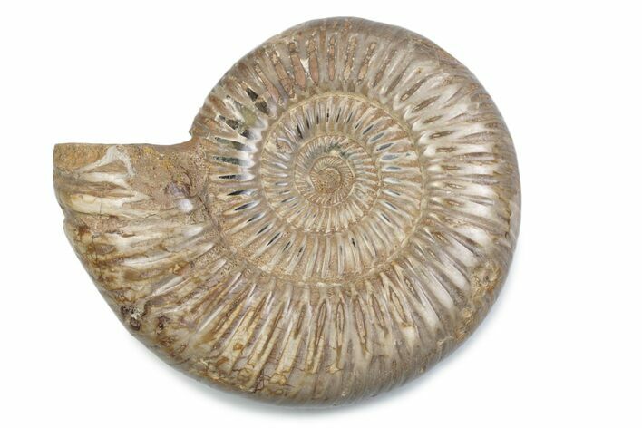 Polished Jurassic Ammonite (Perisphinctes) - Madagascar #378943